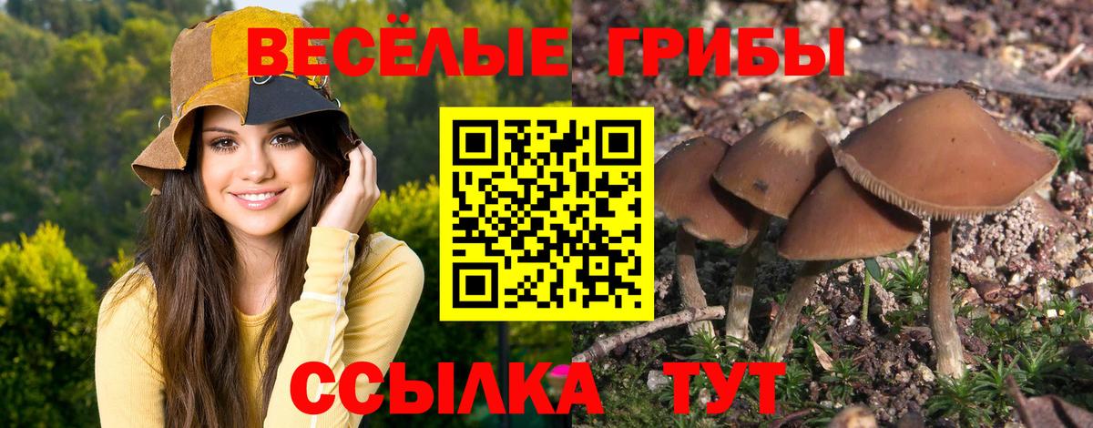 Галлюциногенные грибы прущие грибы  Галлюциногенные грибы Psilocybe  Вход с VPN  Заинск 